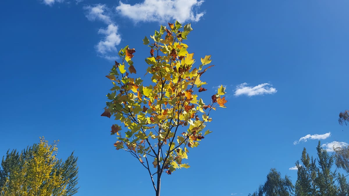 Attuning to Autumn: Sunlight and Shadows amid shifting winds.