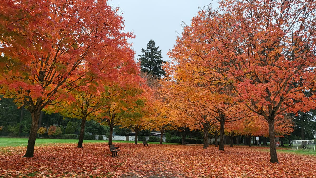 All Hallows Wisdom: Becoming in Harvest, Heart and Shadow