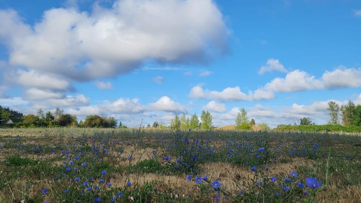 Summer shines with indigo blooms. Follow your exhale and let it be.