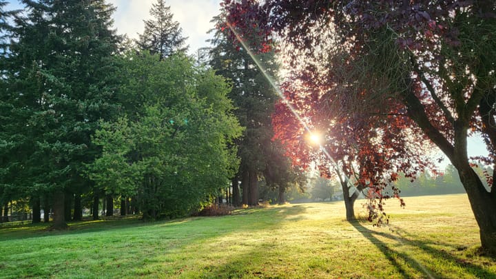 Where the Trees End: Embracing the Space Between Light and Fade on Indigenous Peoples Day