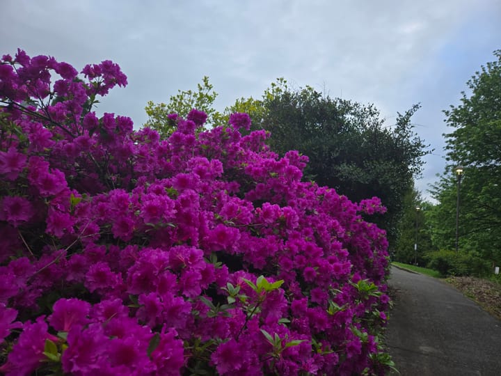 Deepen, Cleanse, Trust: The Heart’s Steadfast Bloom